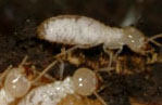 Termite damage
